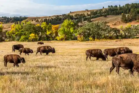 3. Custer State Park