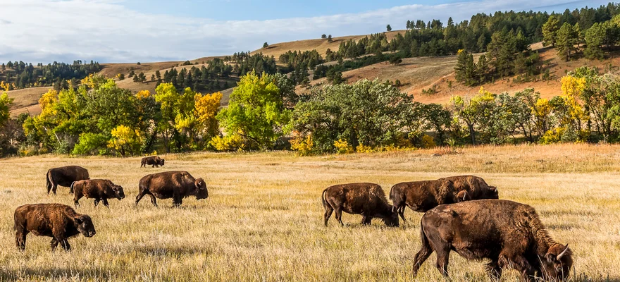 Custer State Park