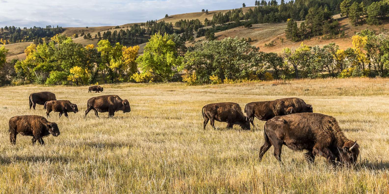 Custer State Park Black Hills  Book Tickets & Tours GetYourGuide
