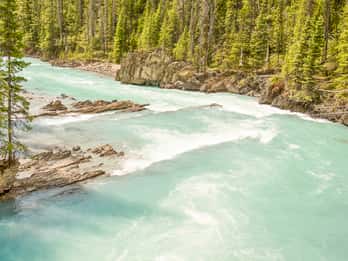 Kicking Horse River Tours & Tickets