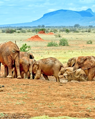 Parque Nacional de Tsavo East