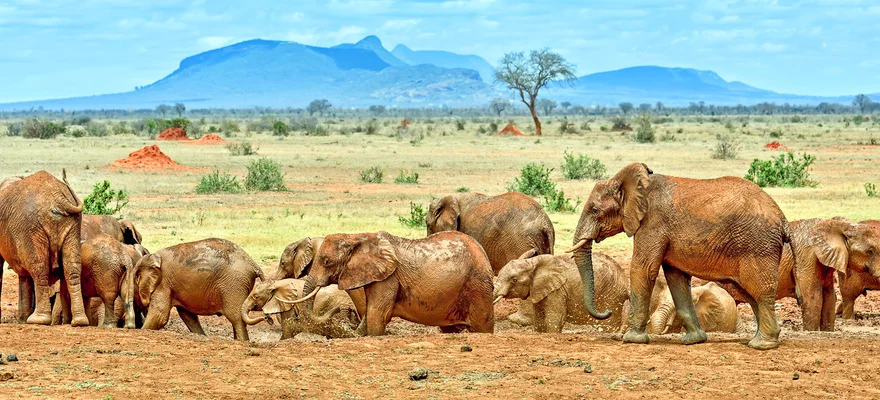 Tsavo East National Park