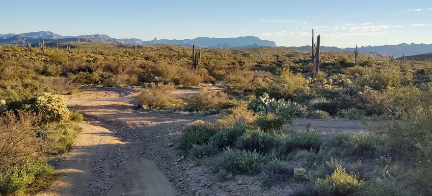 Saguaro National Park