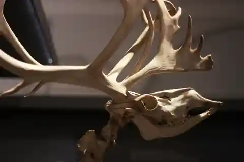 4. Harvard Museum für Naturgeschichte