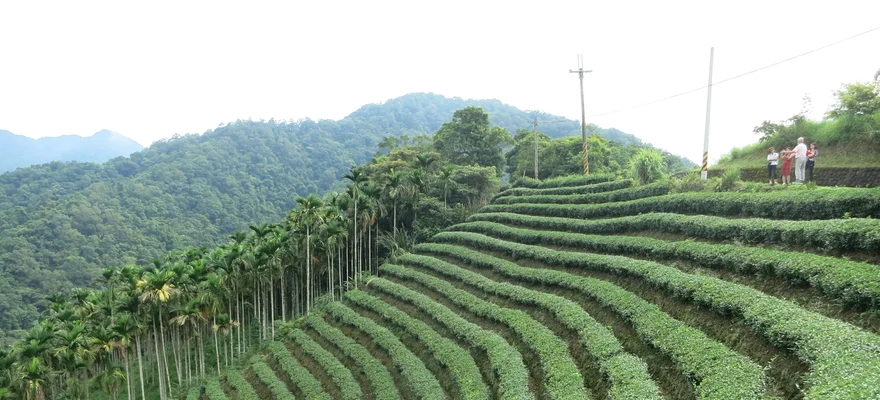 Plantation de thé Pinglin