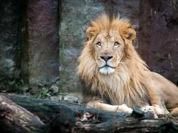 Franklin Park Zoo Tours & Tickets