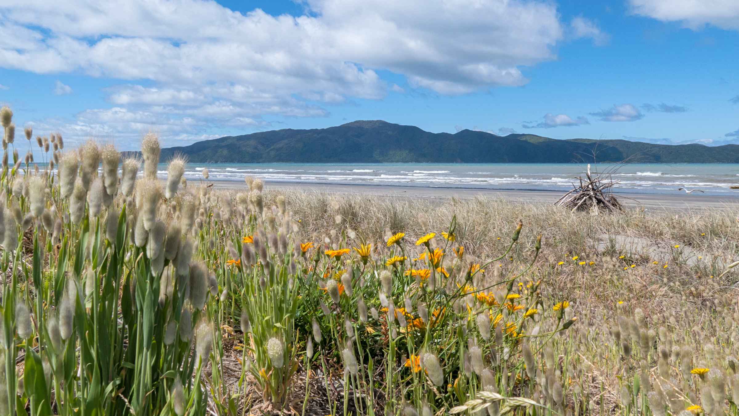 Kapiti Island, North Island Book Tickets & Tours GetYourGuide