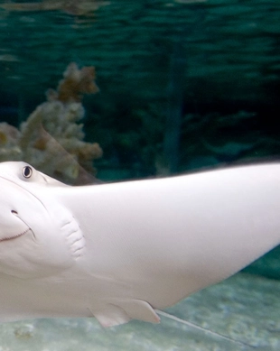 SEA LIFE Arizona