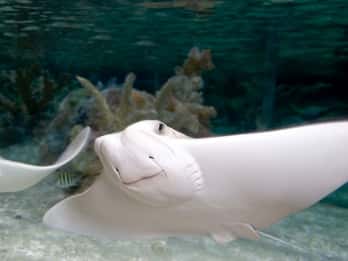 SEA LIFE Grapevine Aquarium Tours & Tickets