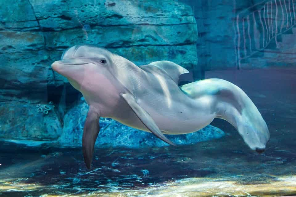 How Dolphins Play With and Carry Objects in the Wild - Clearwater Marine  Aquarium