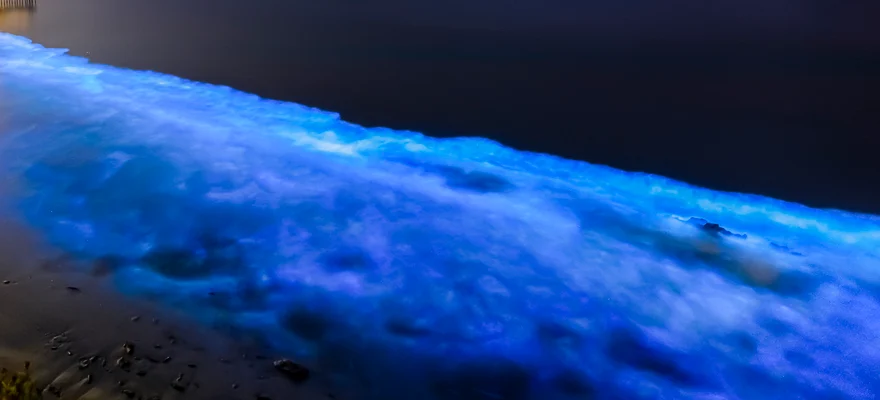 Bioluminescent Bay, Fajardo