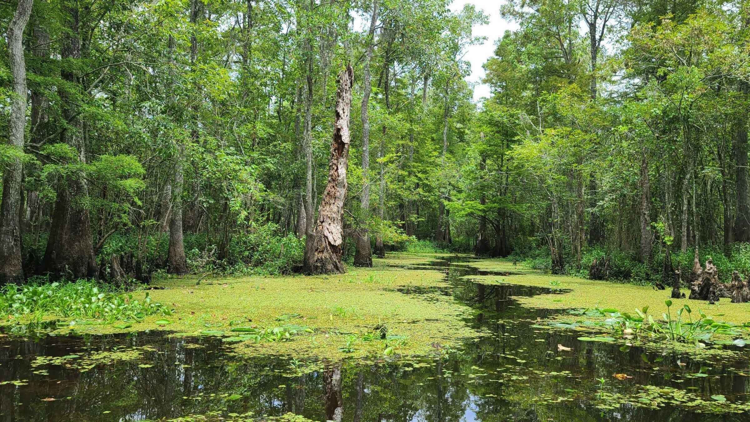 Koye feche area swampy seasonal wetland source