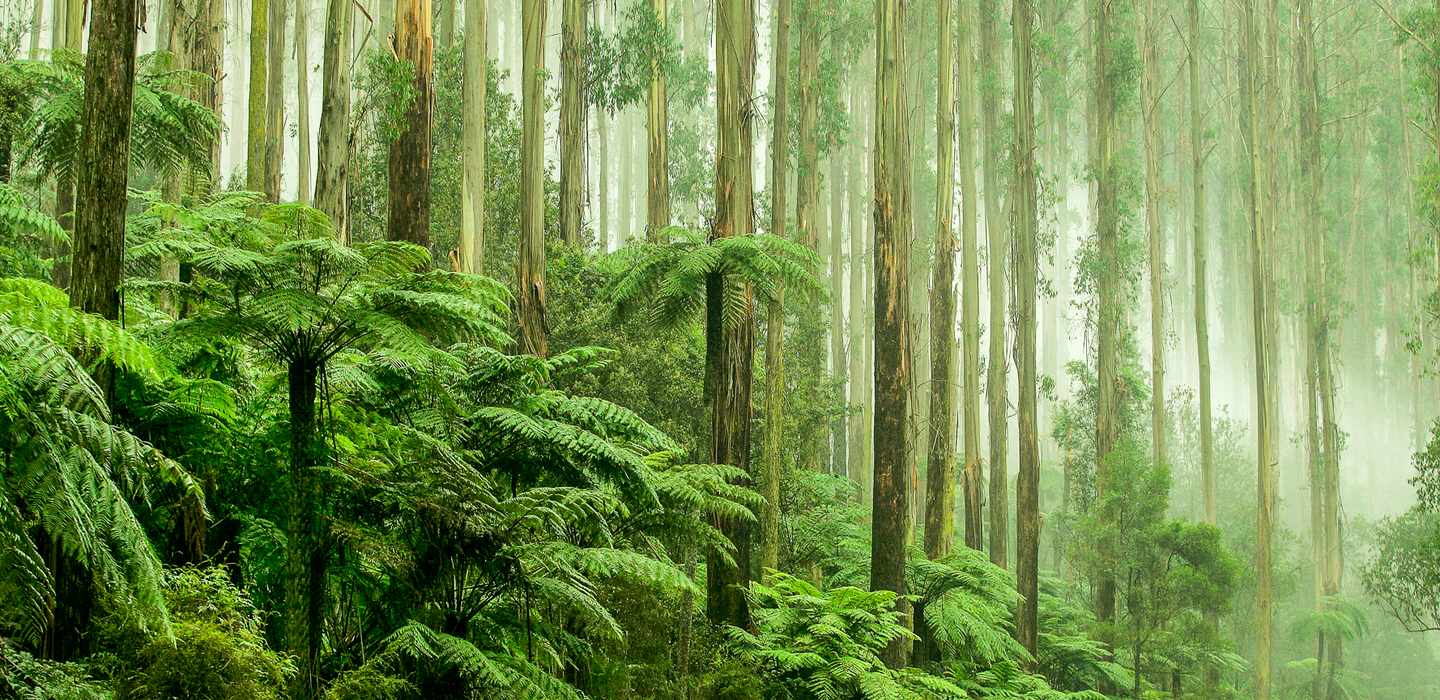 The BEST Healesville Autumn activities 2023 FREE Cancellation