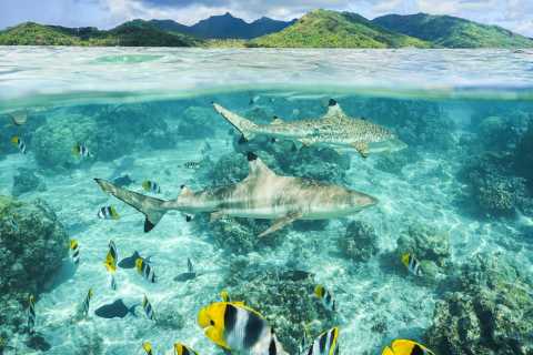 tiggeri Varme deltager Shark Bay, Cape Verde, Sal - Book Tickets & Tours | GetYourGuide
