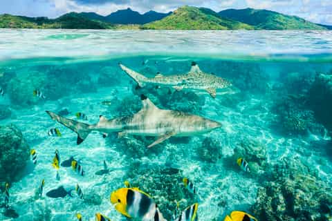 Shark Bay Cape Verde Sal Book Tickets Tours GetYourGuide
