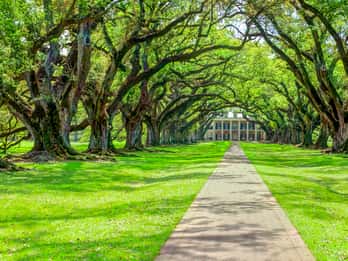 Oak Alley Plantation Tours & Tickets
