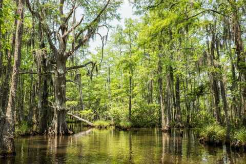 The BEST Jean Lafitte National Historical Park and Preserve Culture &  history 2023 - FREE Cancellation | GetYourGuide