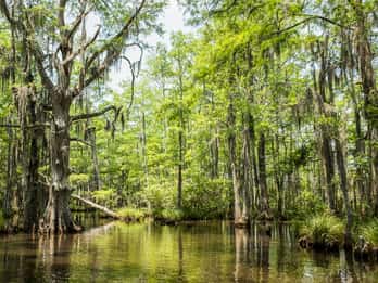 Jean Lafitte National Historical Park and Preserve Tours & Tickets