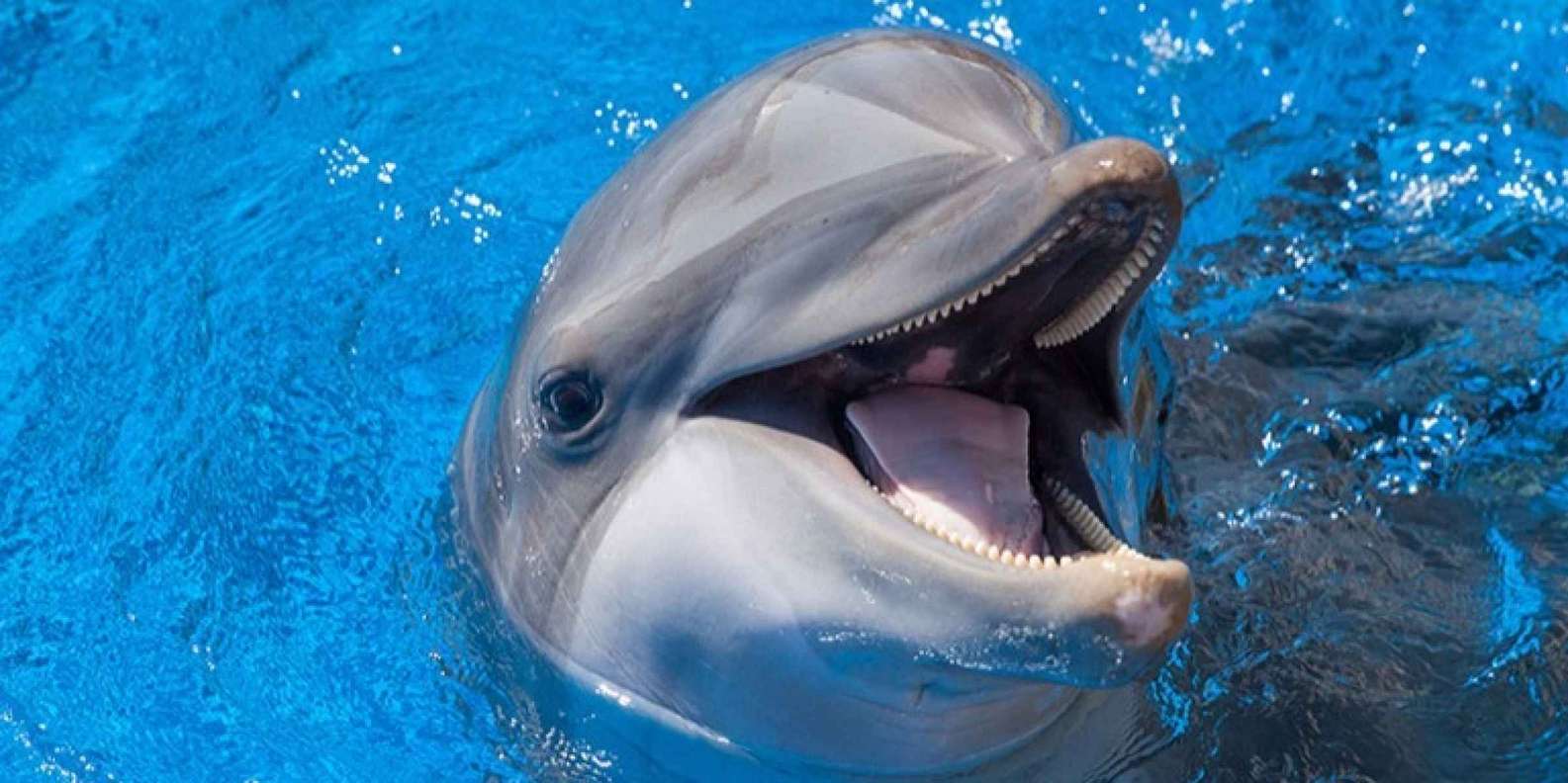 Duck Key tickets Florida Keys Prenotazione biglietti GetYourGuide