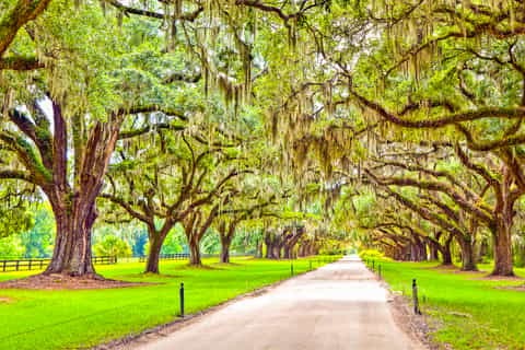 Boone Hall Plantation, Mount Pleasant - Book Tickets & Tours | GetYourGuide