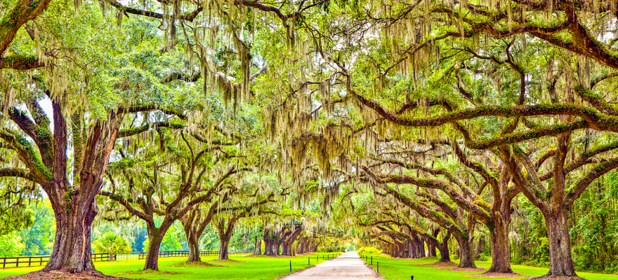 Boone Hall Plantation, Mount Pleasant - Book Tickets & Tours | GetYourGuide