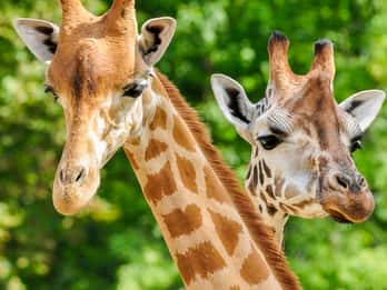 San Antonio Zoo Tours & Tickets