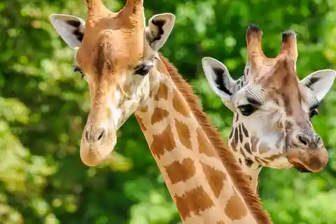 7. Dierentuin San Antonio