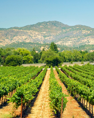 The BEST Yountville Tours and Things to Do in 2024 - FREE Cancellation