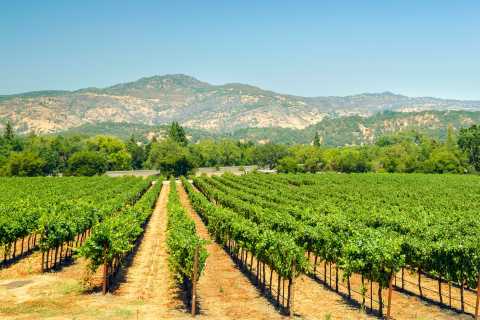 17 Outstanding San Diego-Area Wineries to Visit Right Now
