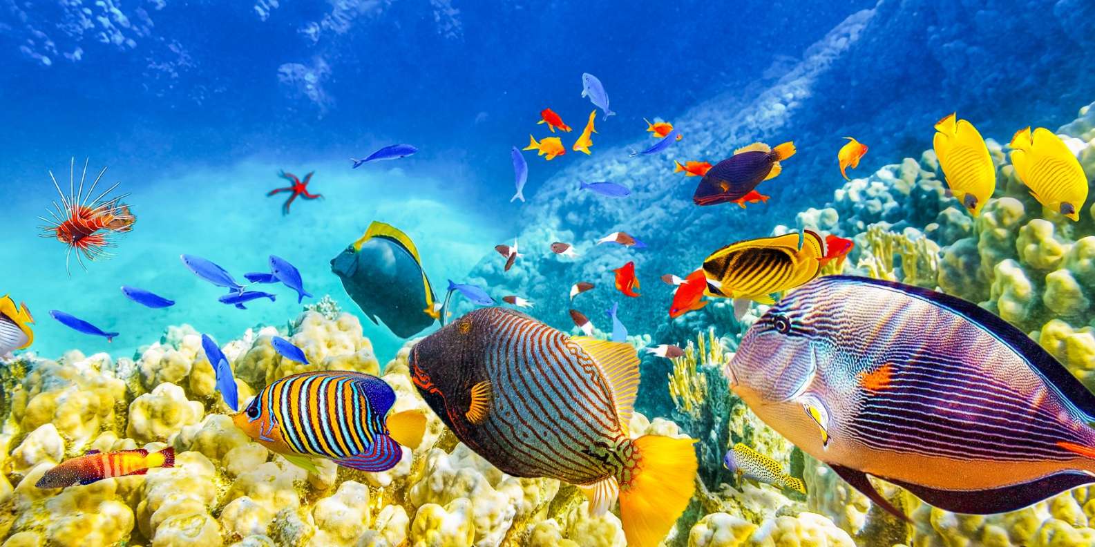 The BEST Cairns Aquarium Autumn activities 2023 - FREE Cancellation ...