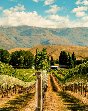 Gibbston Valley Winery Gibbston Book Tickets Tours GetYourGuide