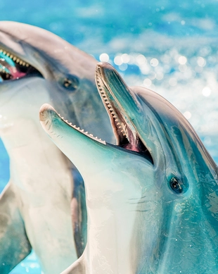 Dolphin Discovery Centre