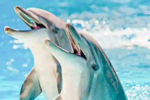 6. Dolphin Discovery Centre