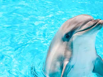Gulf World Marine Park Tours & Tickets