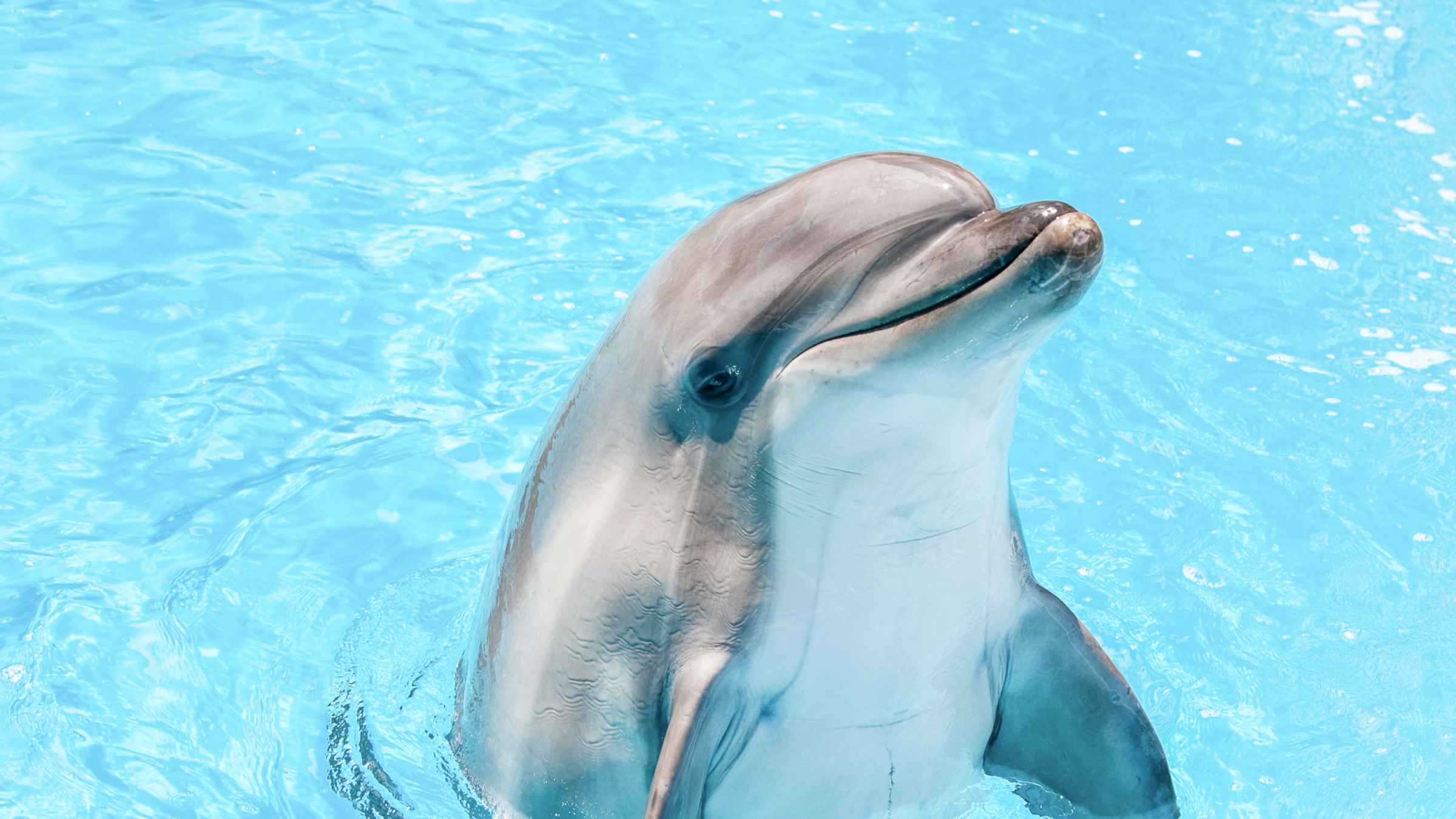 Дельфин милый