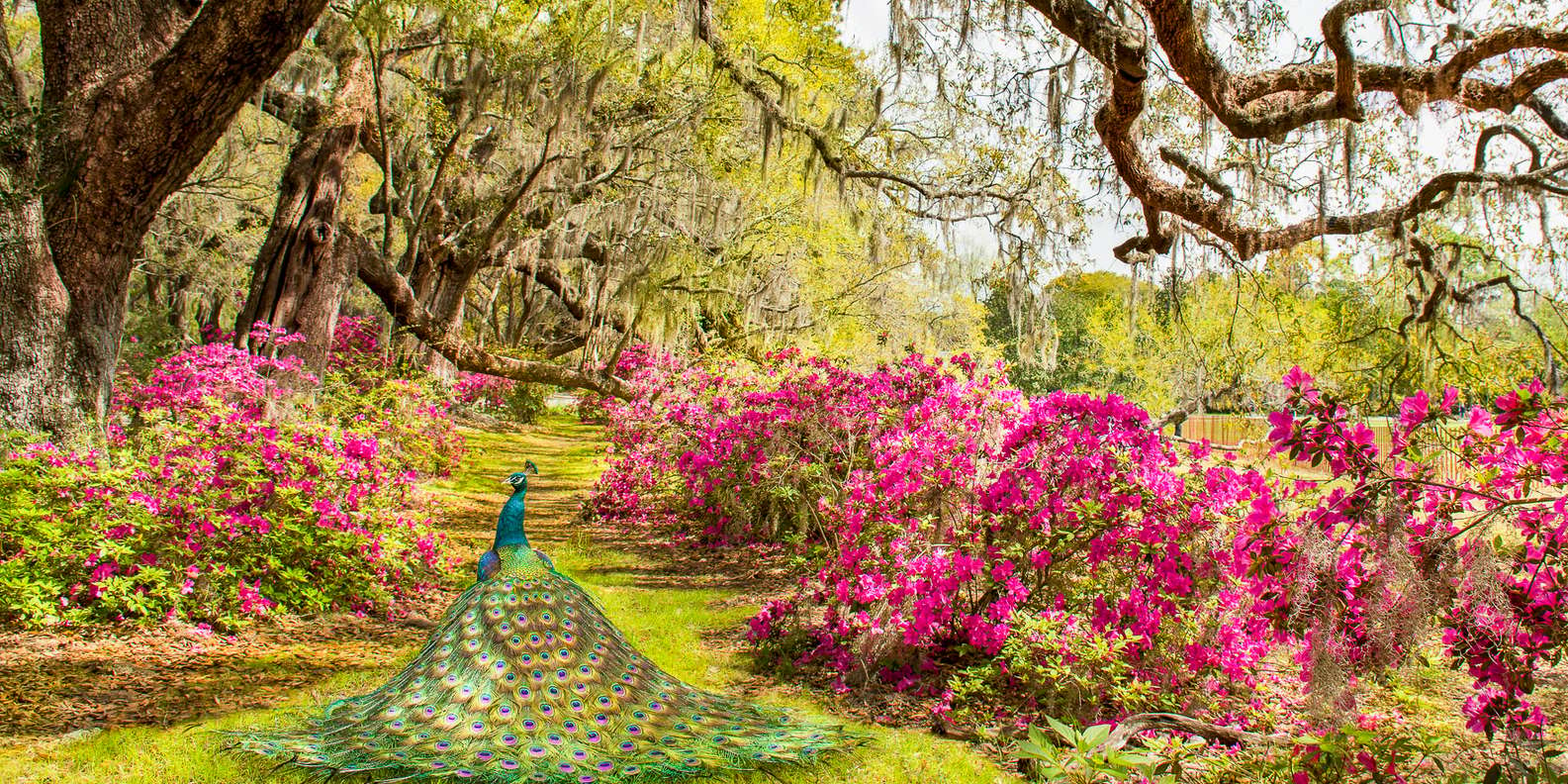 Magnolia Plantation and Gardens, Charleston Tickets & Eintrittskarten