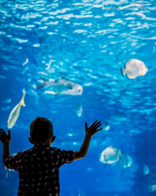SEA LIFE at Mall of America