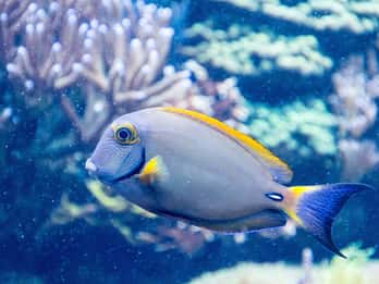 SEA LIFE San Antonio Tours & Tickets