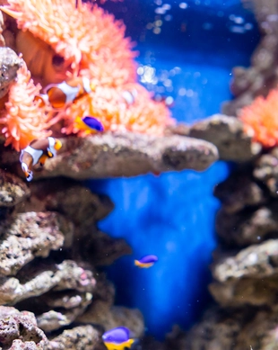 Lanzarote Aquarium