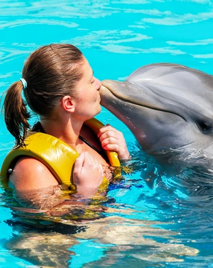 Dolphin Connection