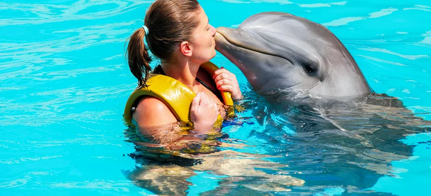 Dolphin Connection