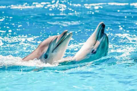 Marineland Dolphin Adventure