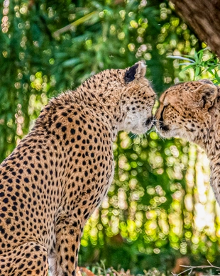 Saint Louis Zoo