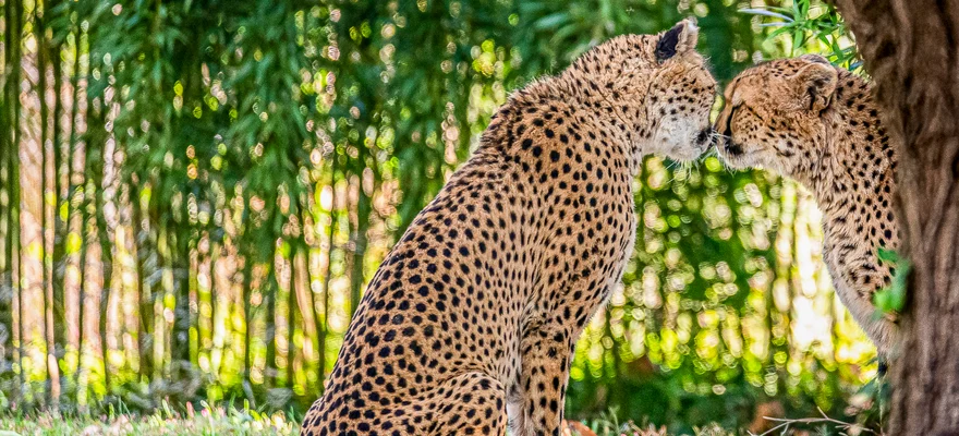 Saint Louis Zoo