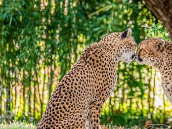 Saint Louis Zoo Tours & Tickets