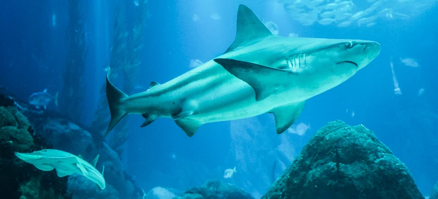 Waikīkī Aquarium
