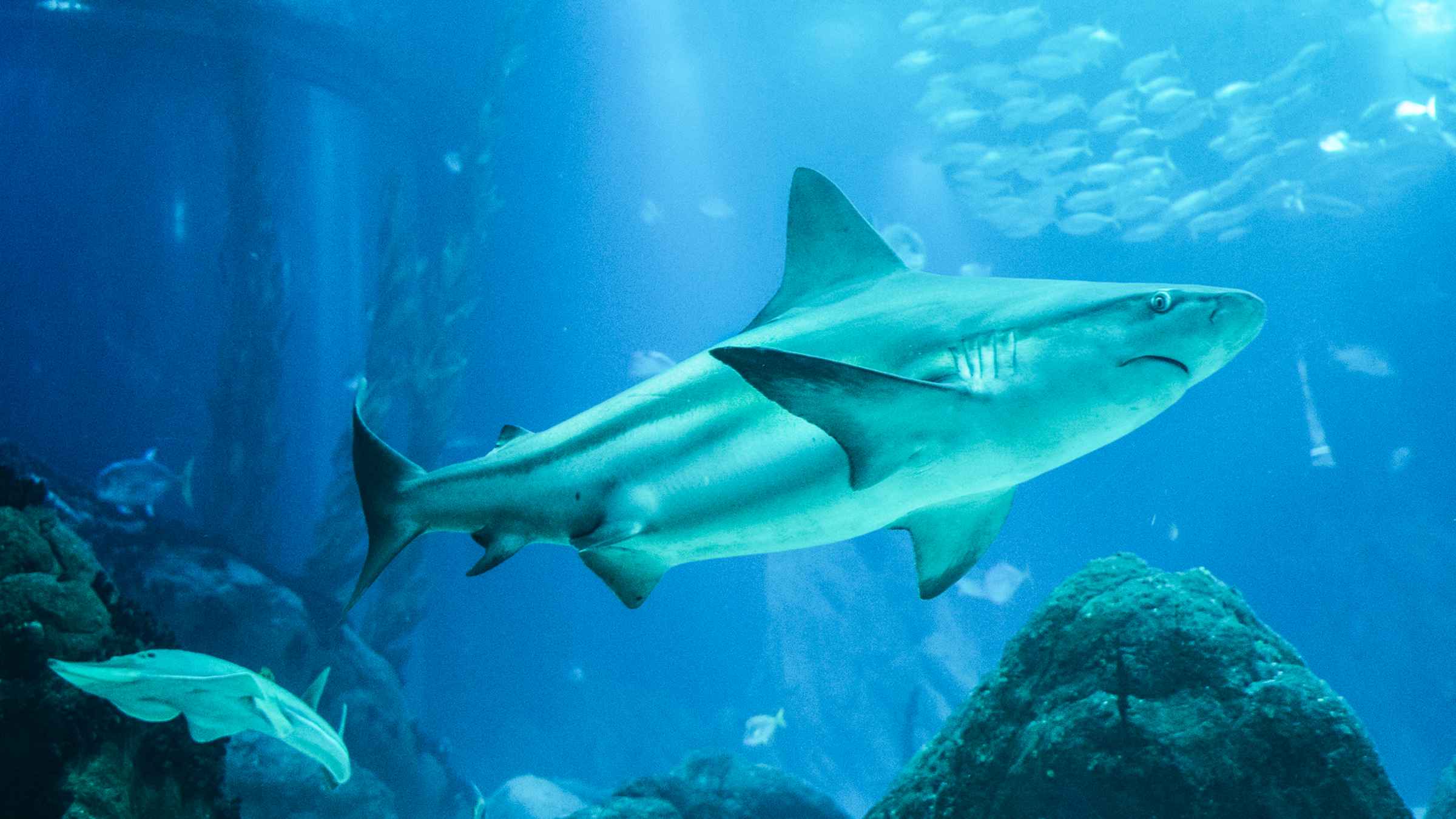 Waikīkī Aquarium, Honolulu Book Tickets & Tours GetYourGuide