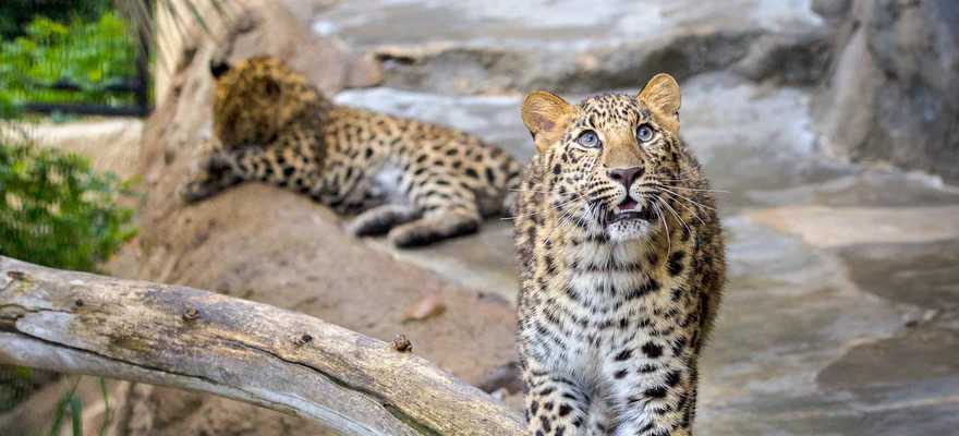 San Diego Zoo