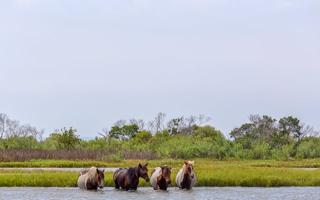 Isola di Assateague tickets - Contea di Worcester, Maryland ...