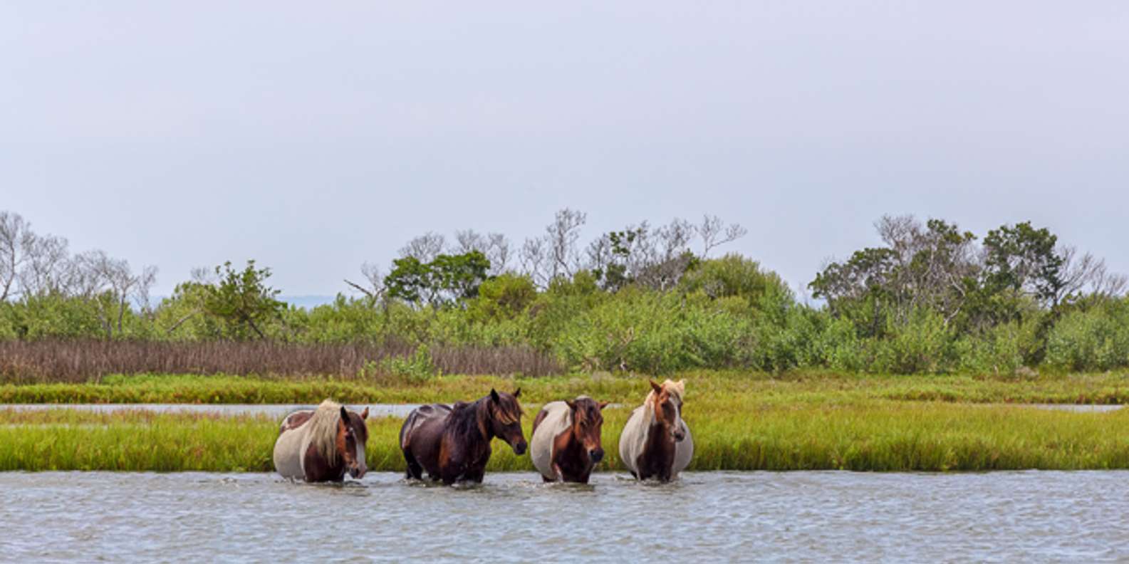 Beste Natur Und Abenteuer Assateague Island Kostenlos Stornierbar Getyourguide